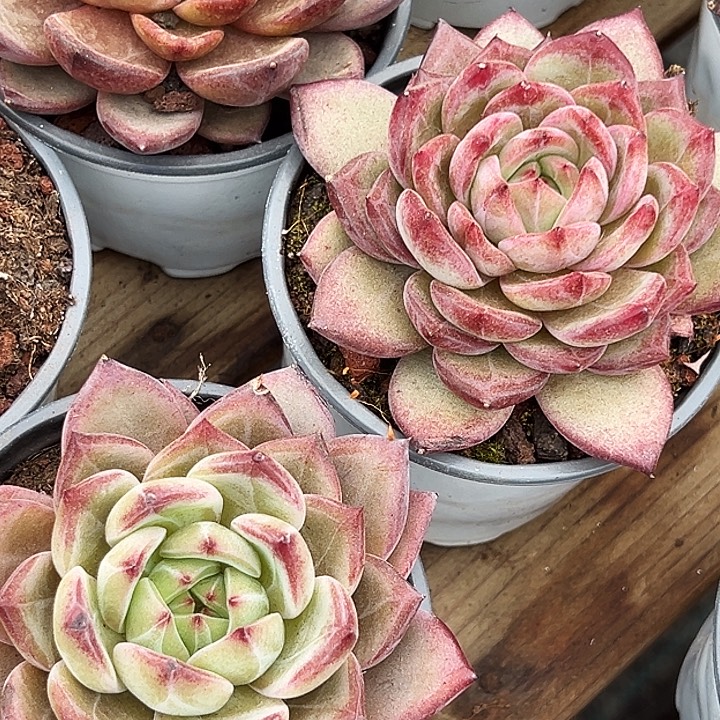     夜魔侠     福利多多