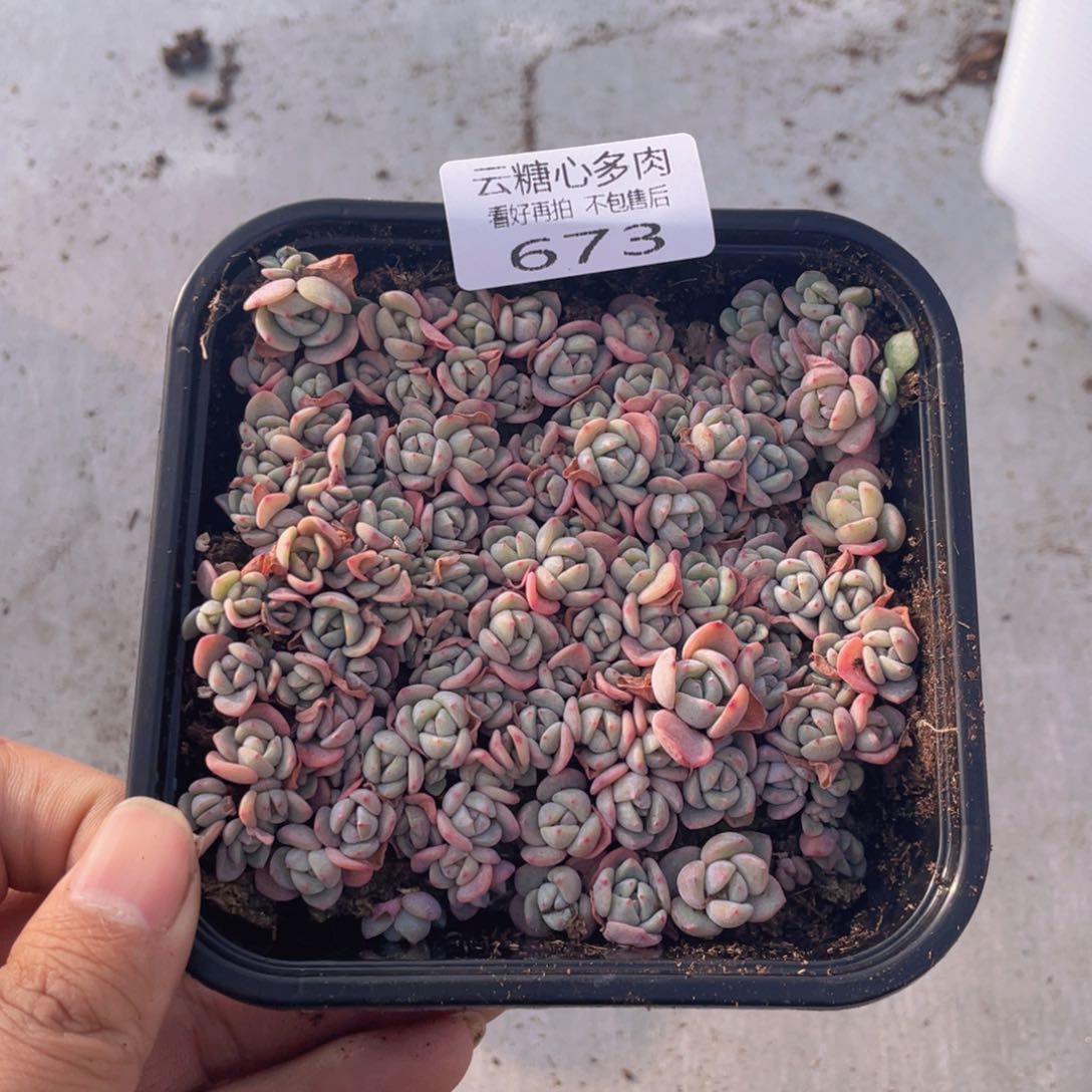 云糖心多肉植物673