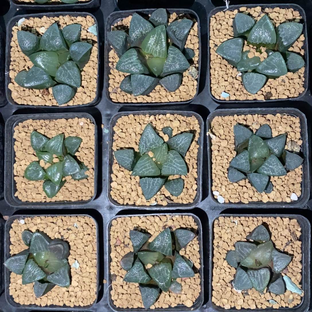 2311 一颗实生大克苗 高货 双蛋福利