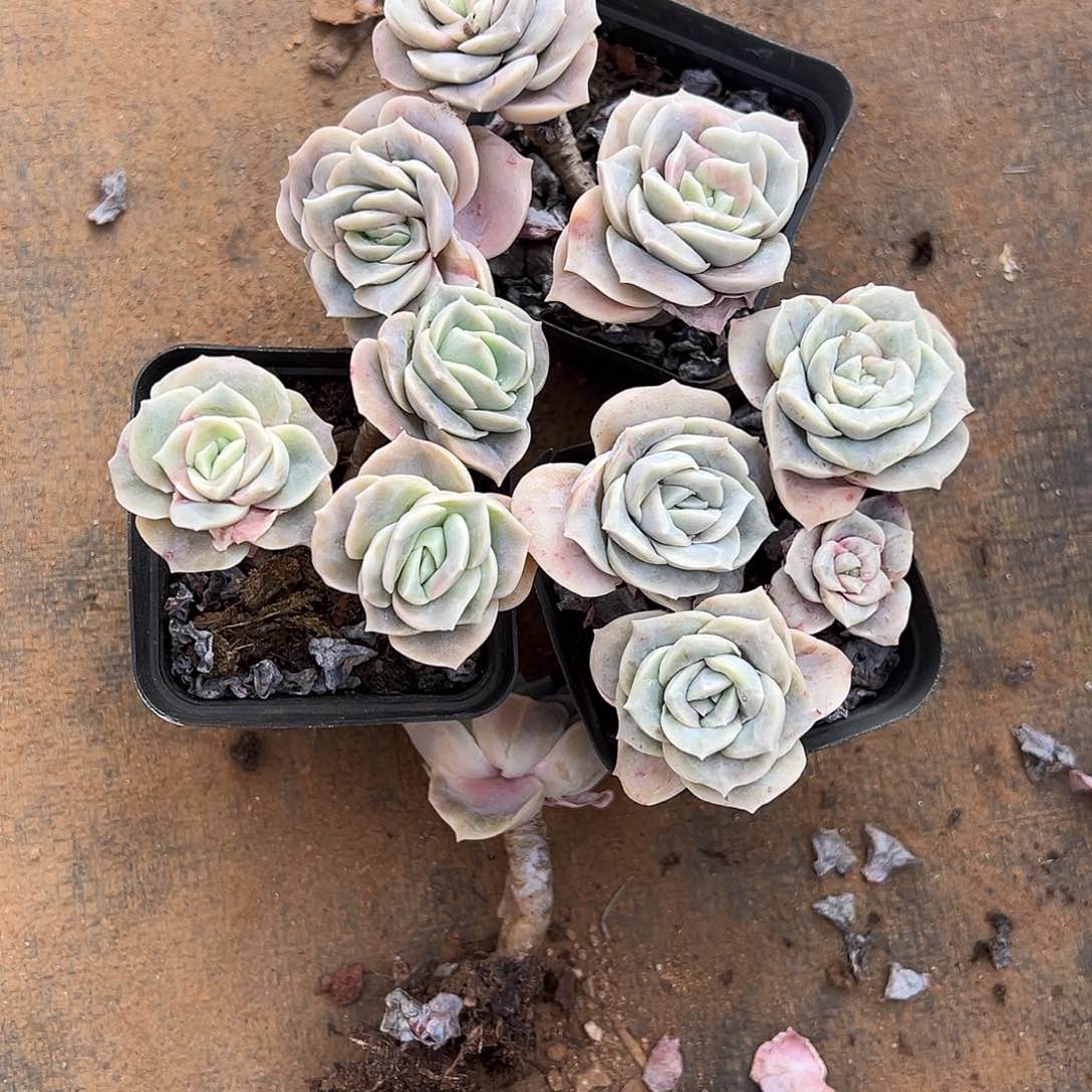 三棵可爱玫瑰多肉