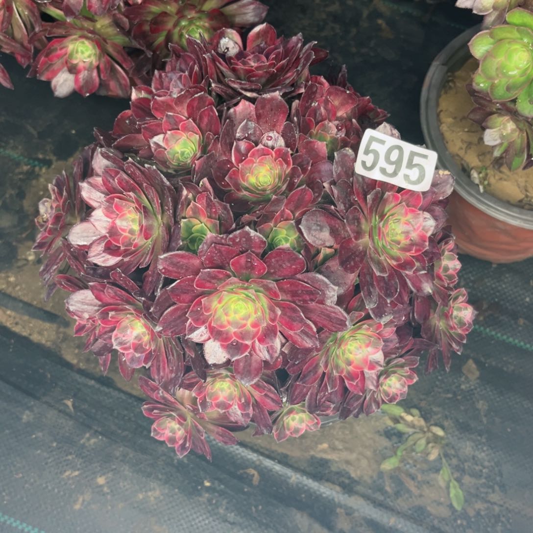 595安娜法师多肉植物