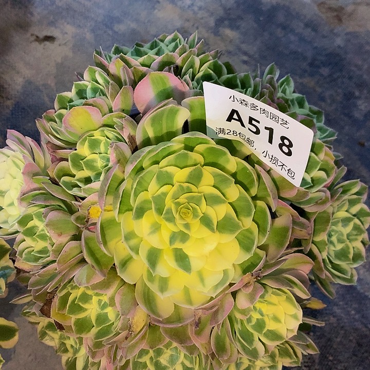 518海王不包生死