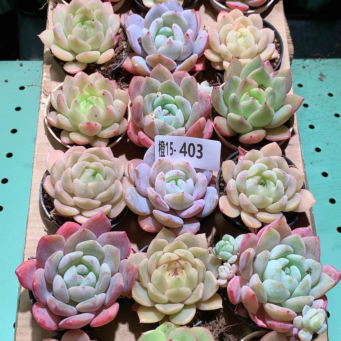 15-403一物一拍带盆18颗