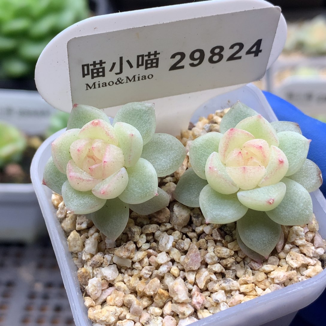多肉植物杂交珍妮
