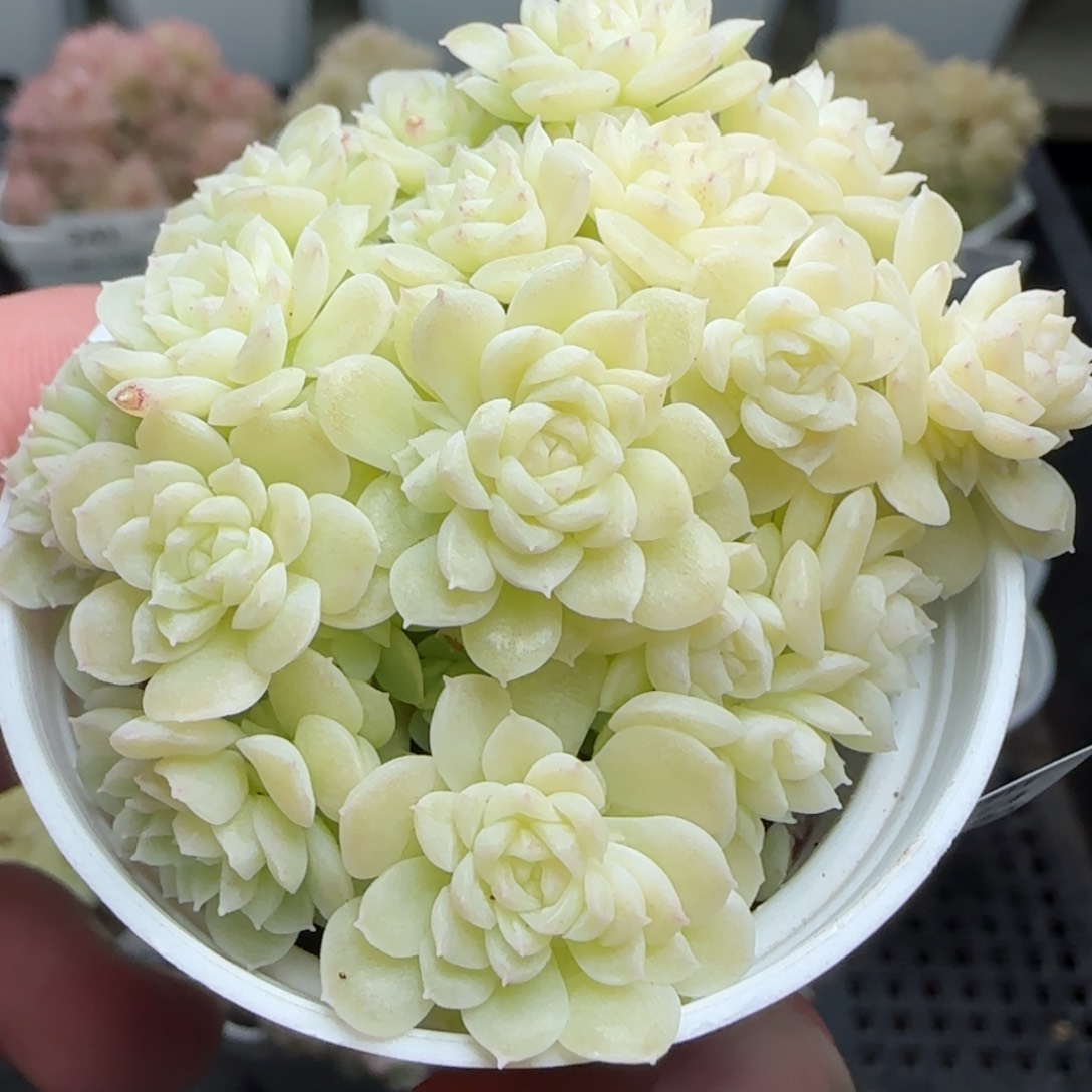 0206-255花朵麦秆