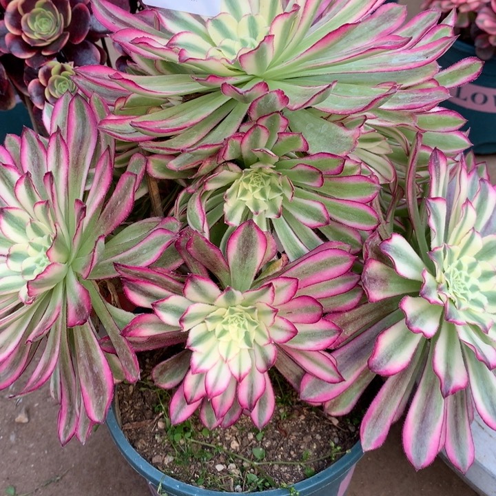 251绿体仙墨多肉植物