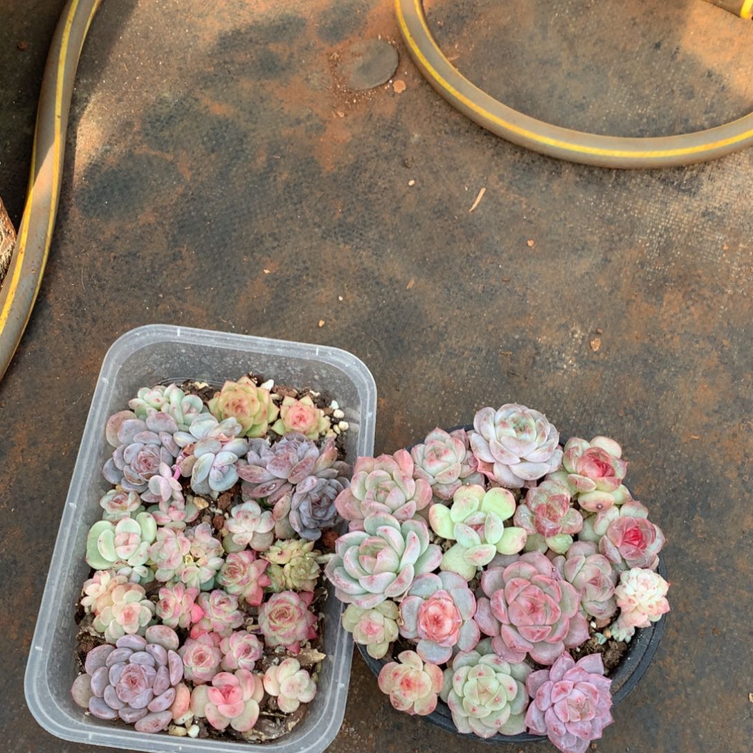 两盒珍妮混。         9号