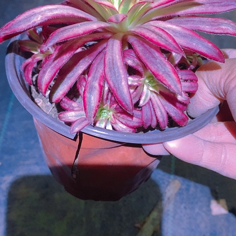 720朱雀多肉植物