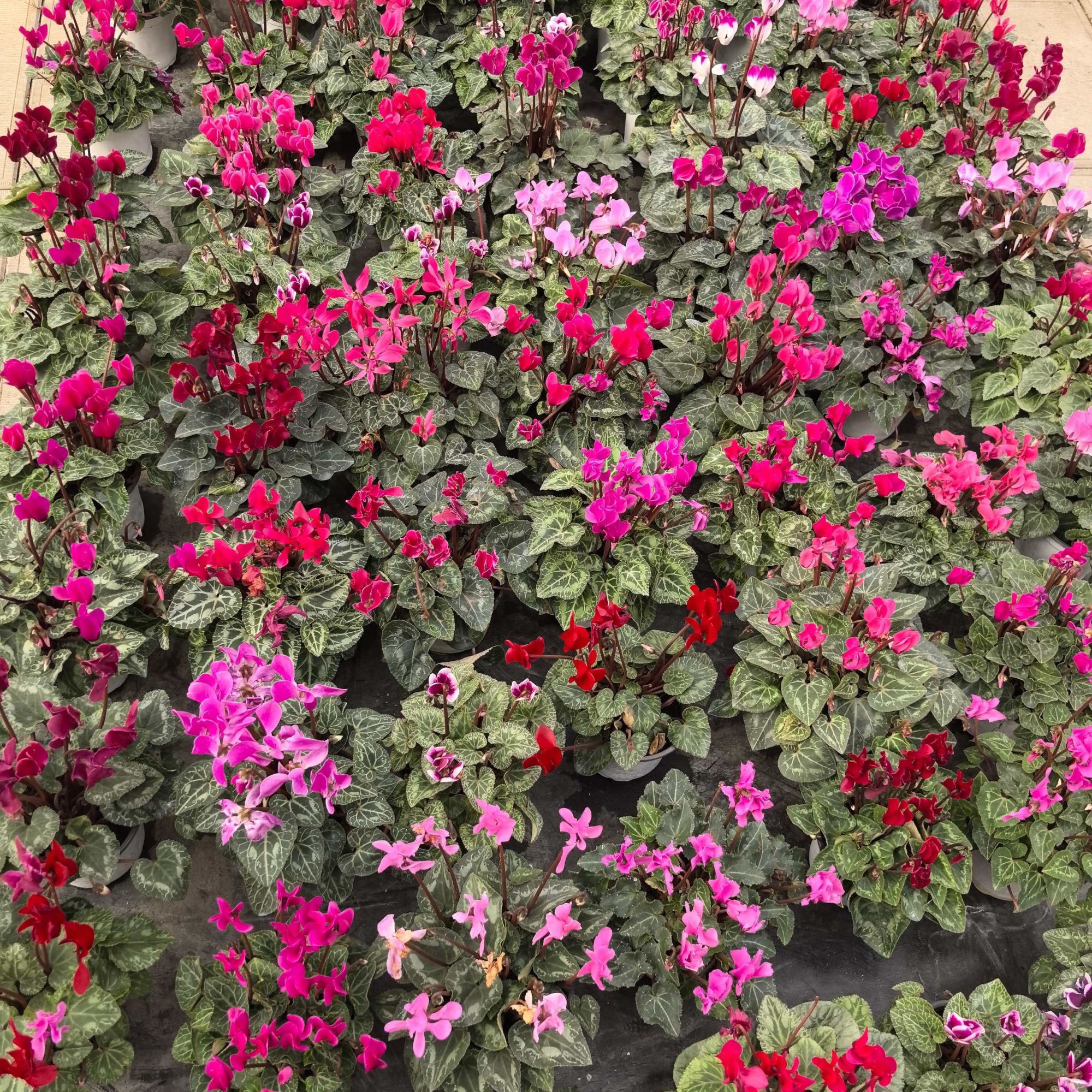 【4盆组合款】120仙客来盆栽带花苞四季开花好养观花植物