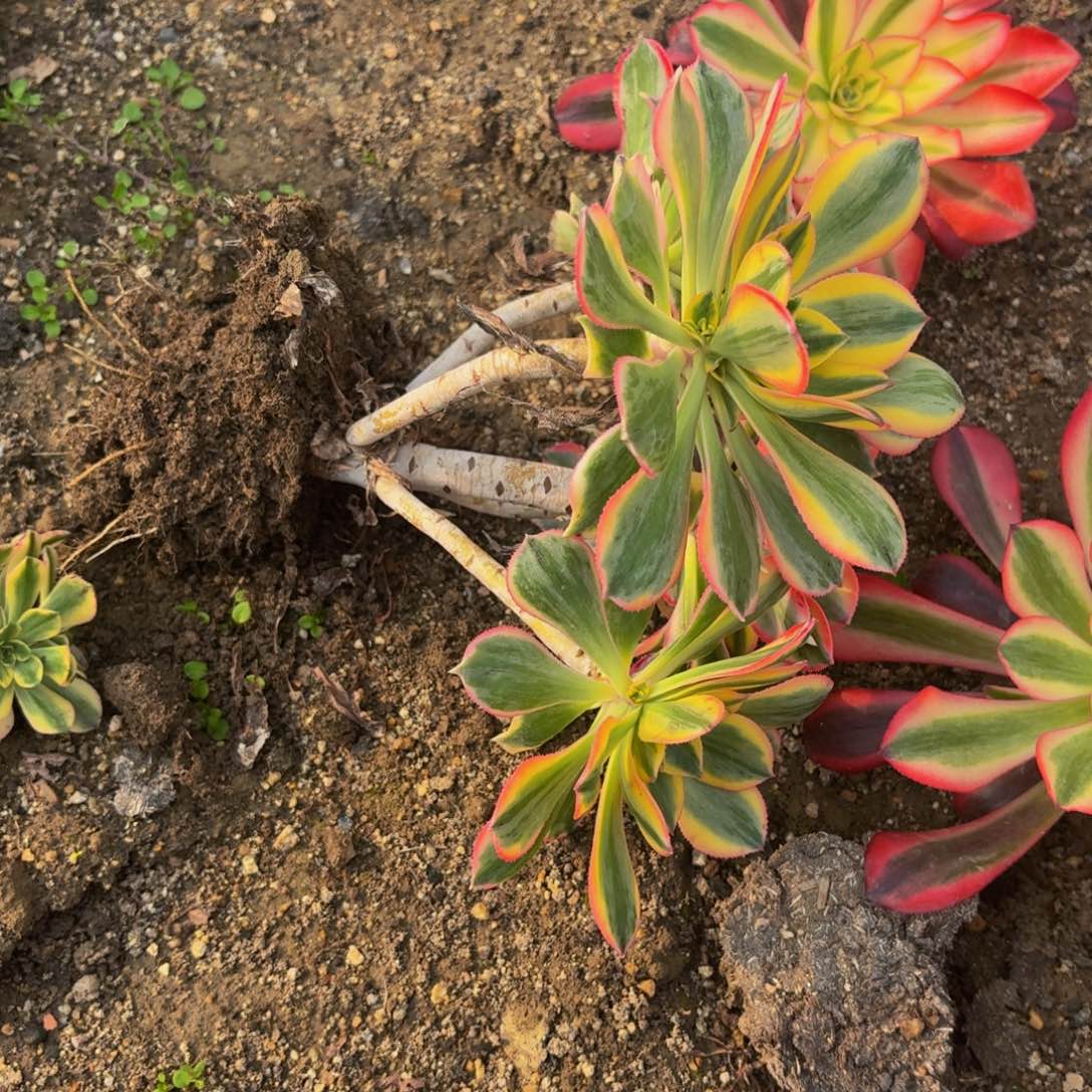 灿烂多肉植物捧花9多肉