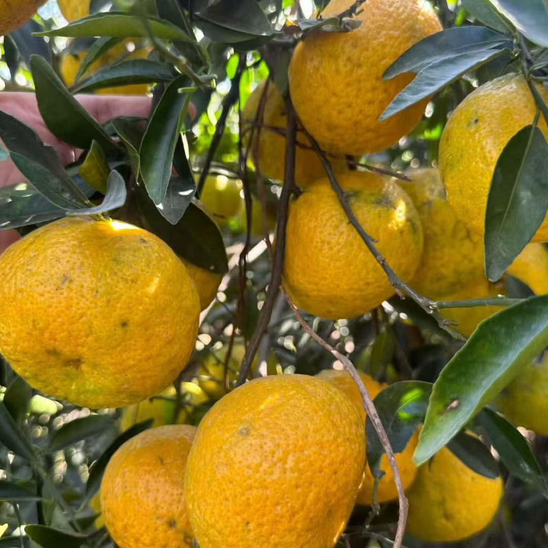 2025年东甲传统种植围黄盆围 新会柑 鲜果