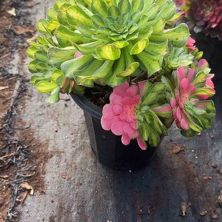 精品多肉植物0957