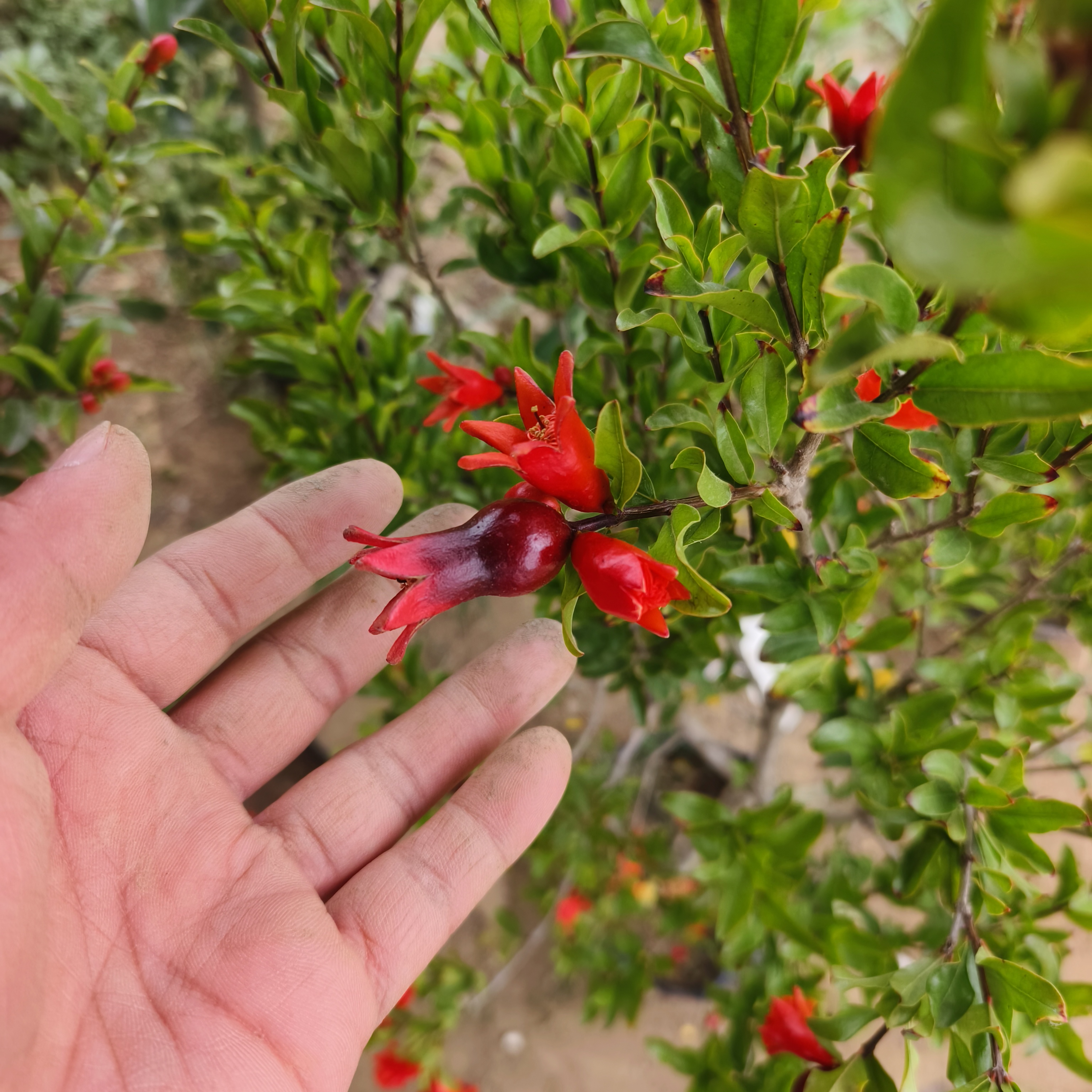 一物一拍多种石榴树