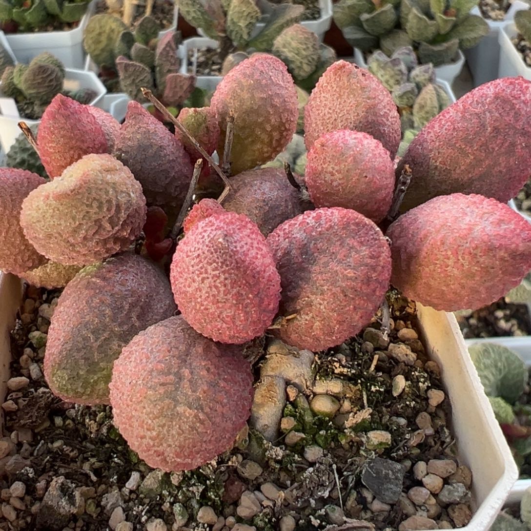 糖果老桩多肉植物水泡