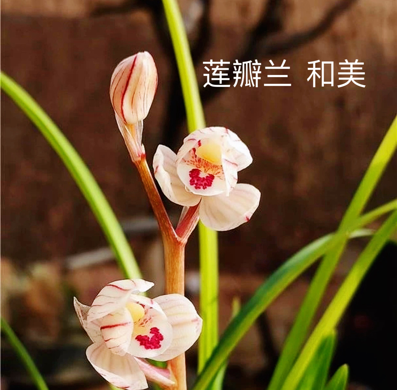 【和美】莲瓣兰名品国兰花开浓香好养易活对版人工种植