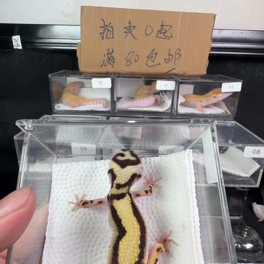 豹纹守宫土匪妹妹