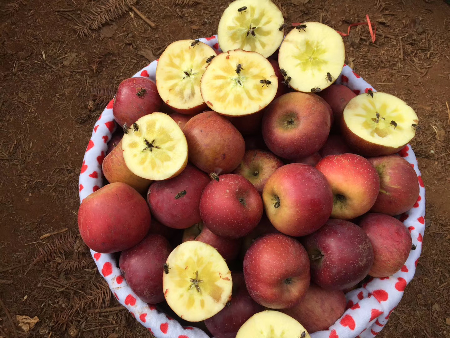 自家果园 新鲜云南高海拔山区丑苹果