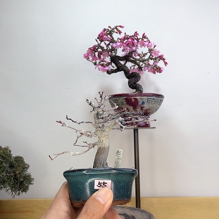 木本红千鸟红枫盆栽
