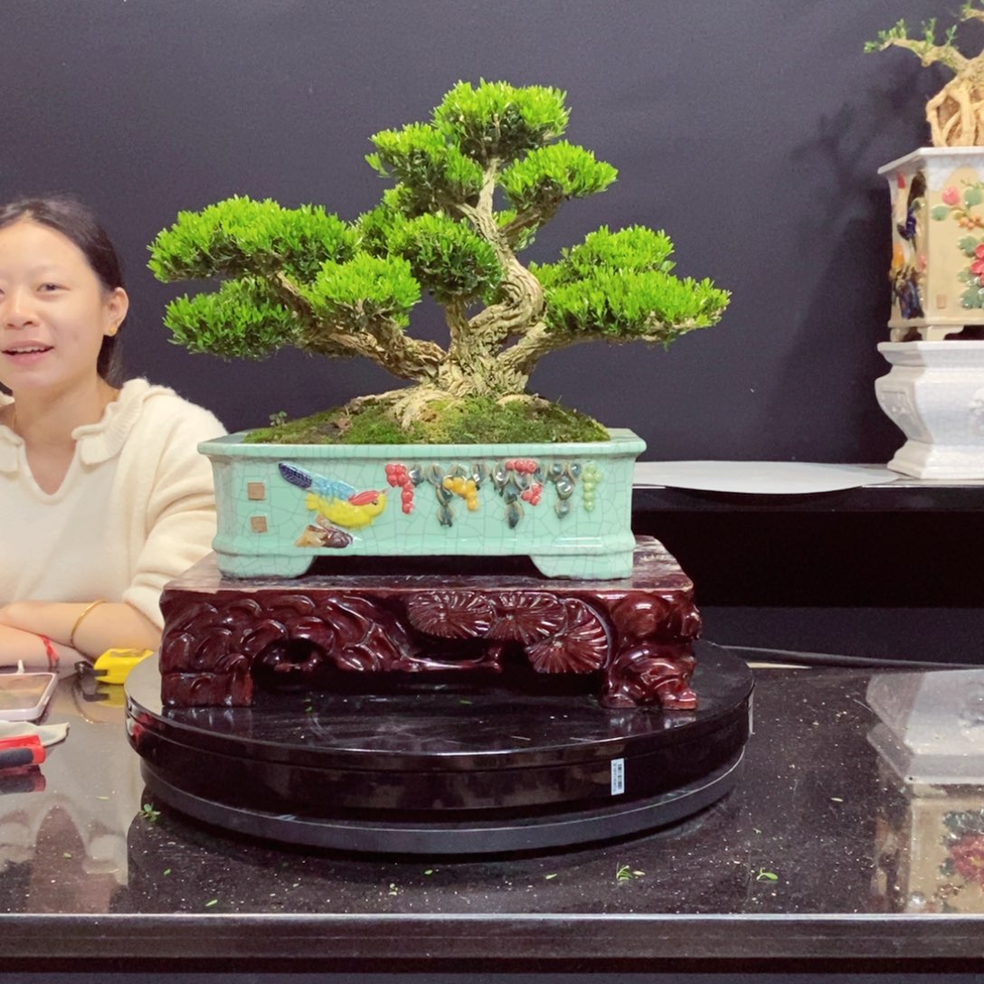 无花朵墨*黄杨盆景q s r z