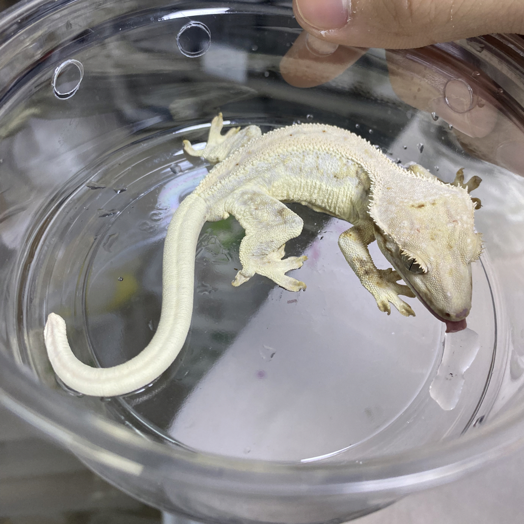 满纹莉莉白 公 专拍 17g睫角守宫 活体宠物适合桌面饲养温顺易
