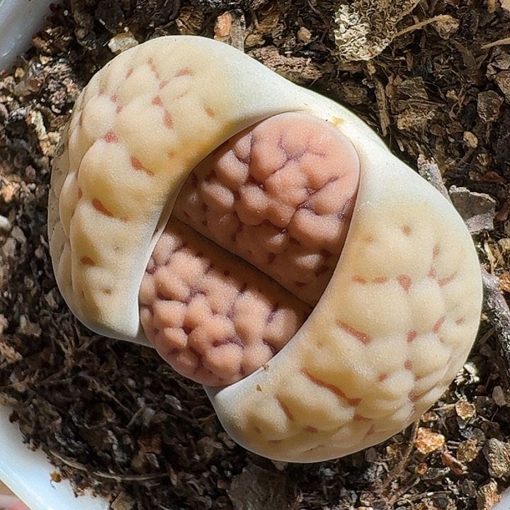 生石花1111111。    727