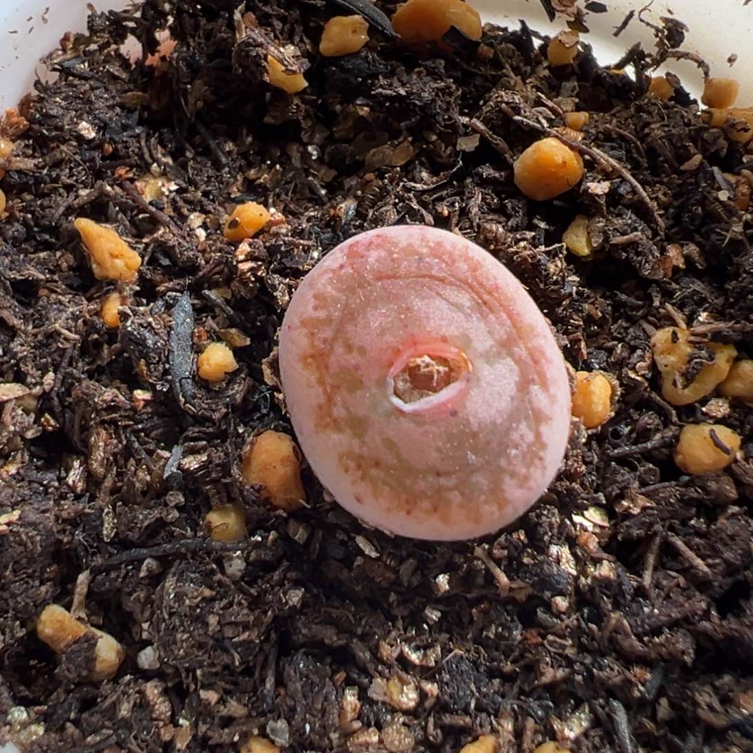 多肉植物253号毛变异