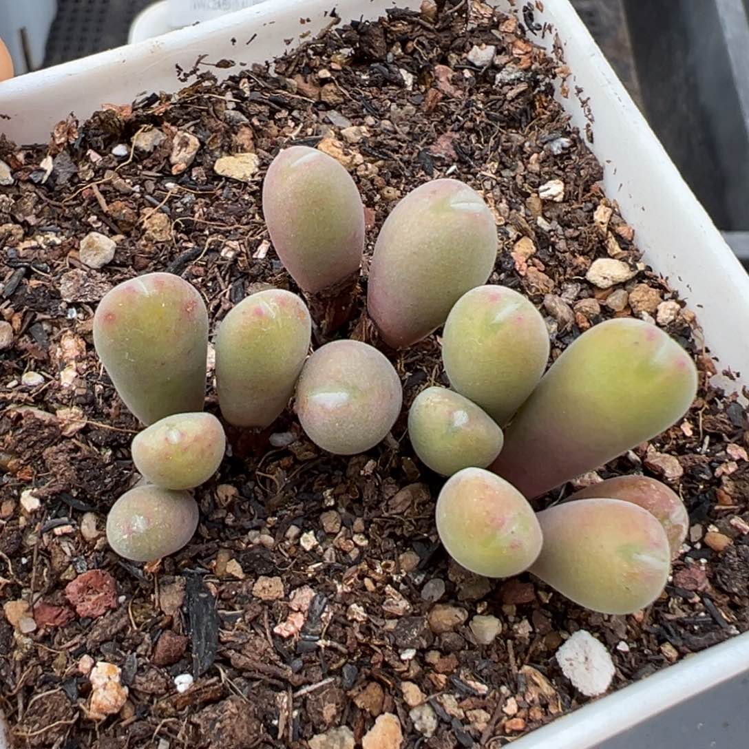 1.22好看的多肉300