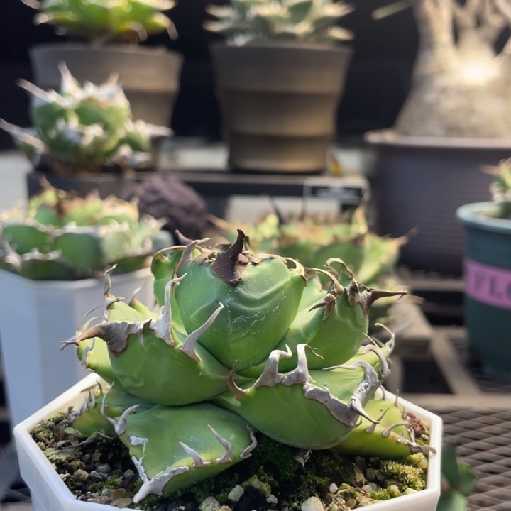 【闪购商品】魔丸 燈養