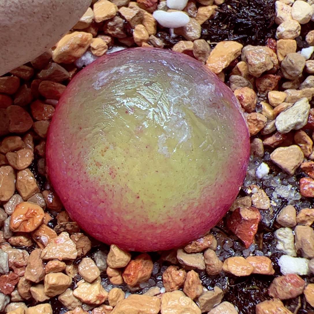 113 108优秀的肉肉