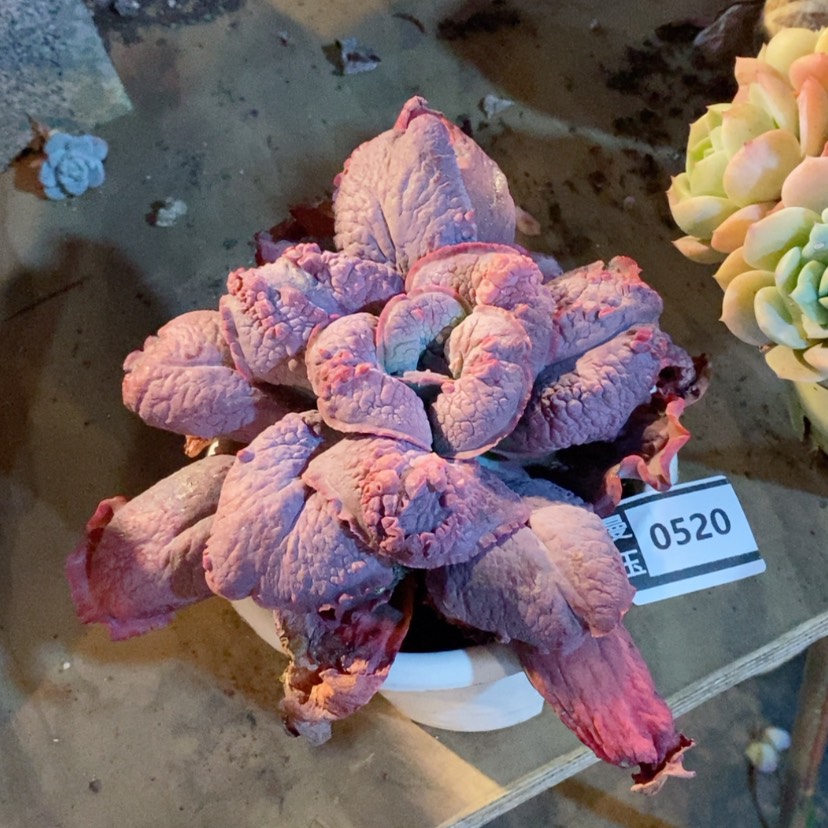 【闪购商品】蓝爵0520