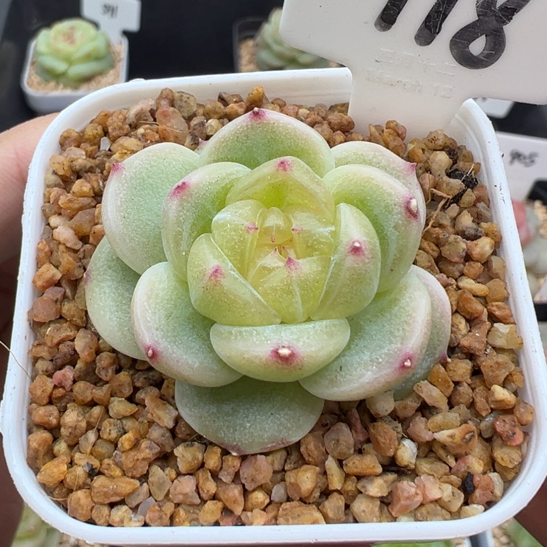 118号财富密码c8 晗雨