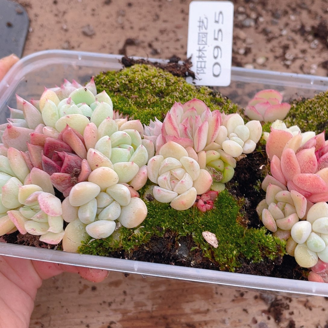 多肉植物多肉植物955