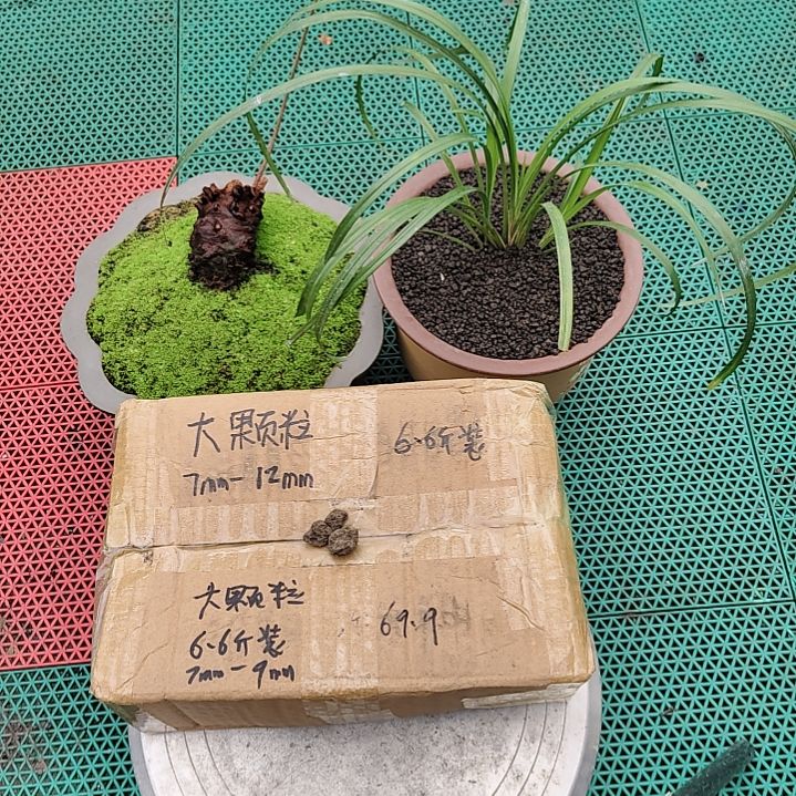 艺***缘兰菌黑山土大颗粒6.6斤