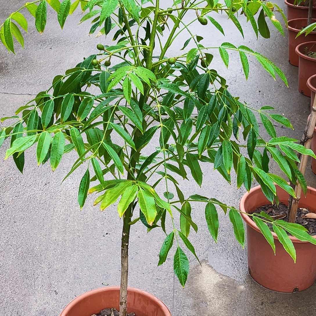 大***呀无花朵橄榄88888888888