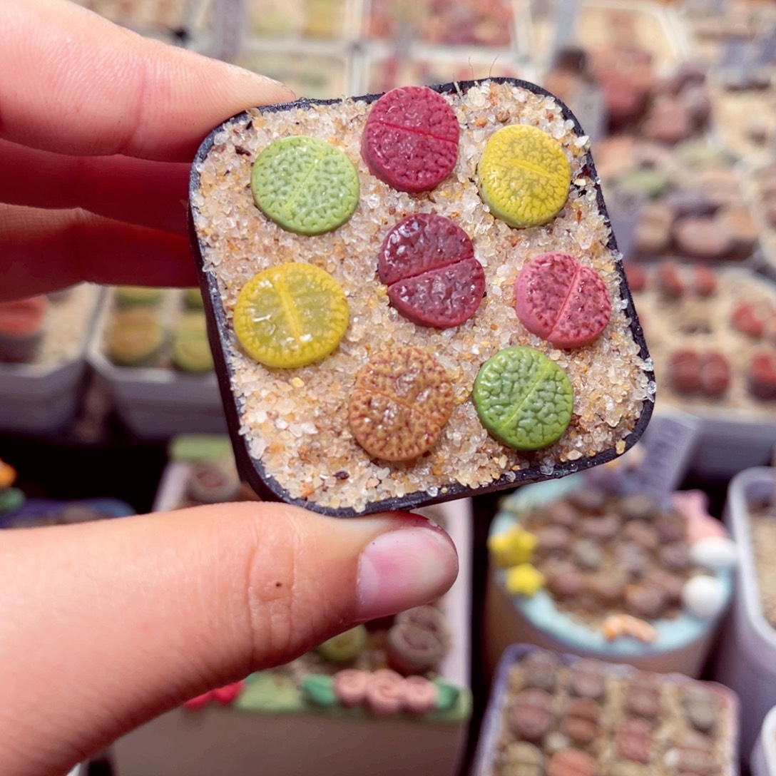 562号带盆包邮发货