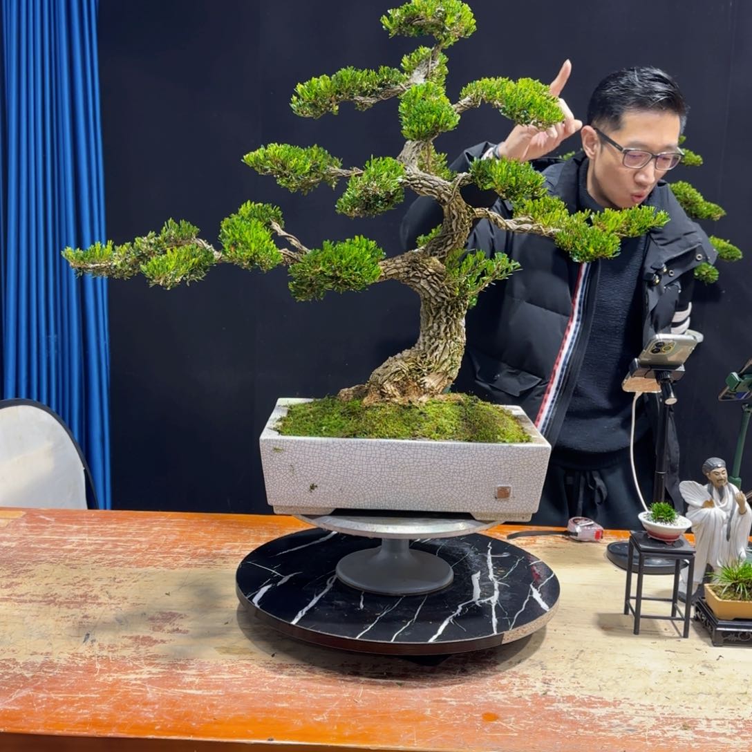 黄杨室内室外盆景艺术