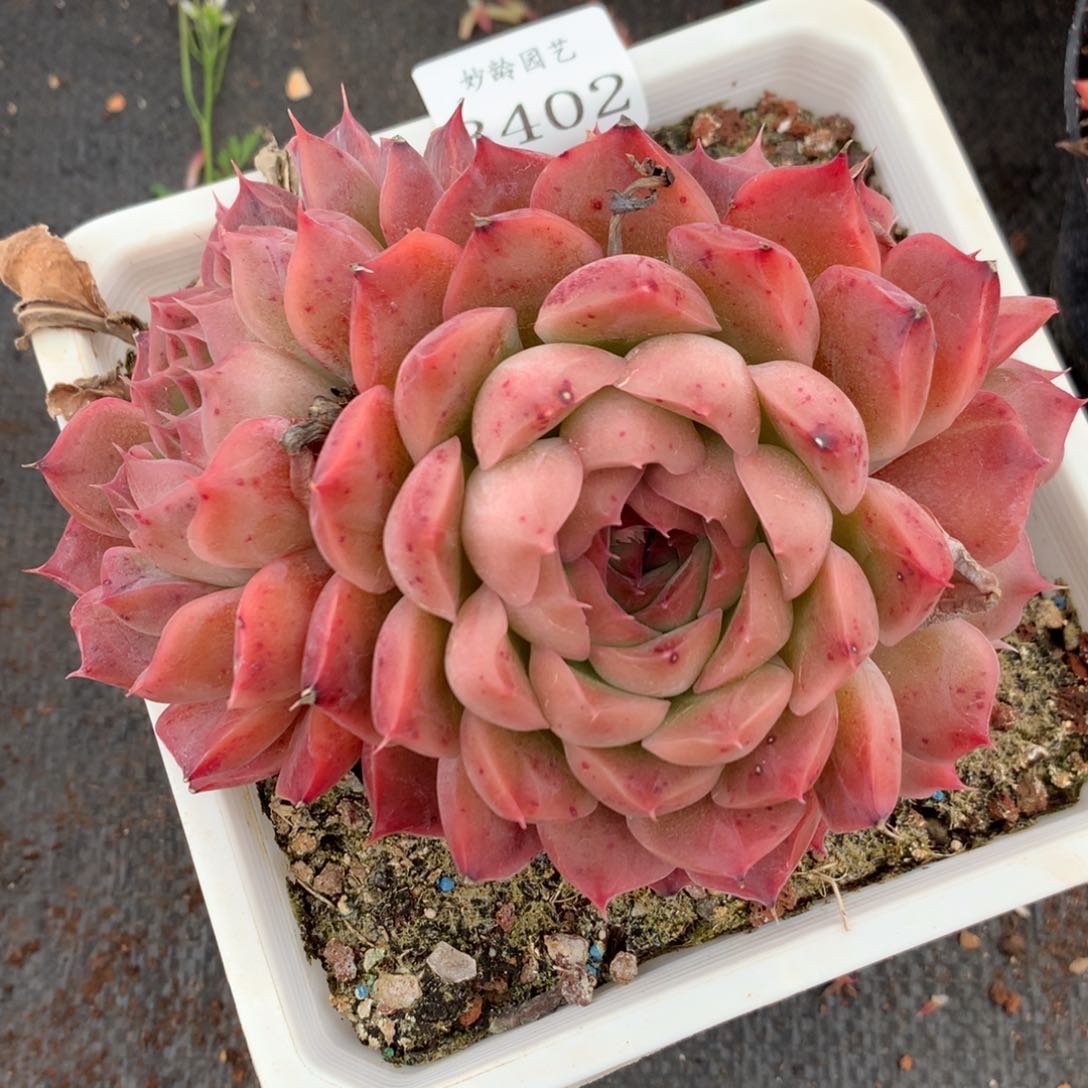 3402新年快乐发发发