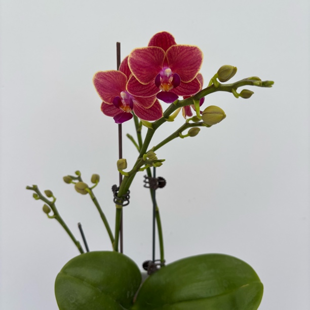 【变异金边玲珑】梦语花卉蝴蝶兰   叶片瑕疵不售后