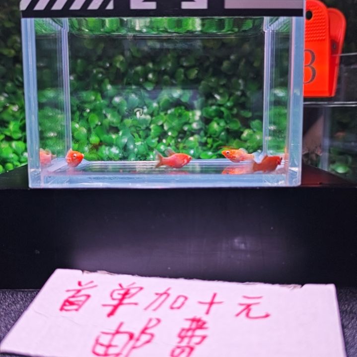 孔雀鱼黄金柠檬玛丽 5号