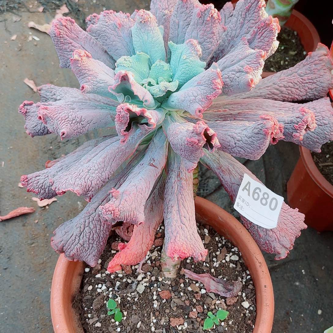 @***宝男爵多肉植物680号