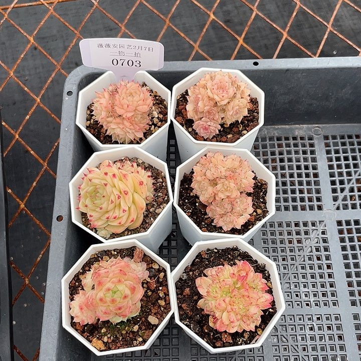 薇薇安园艺多肉0703