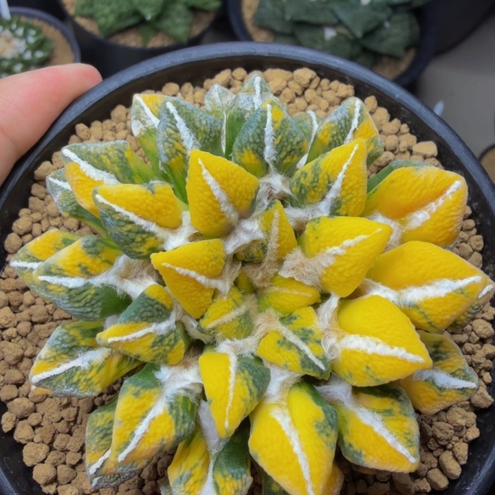 大型肥厚叶亮色黑牡丹锦