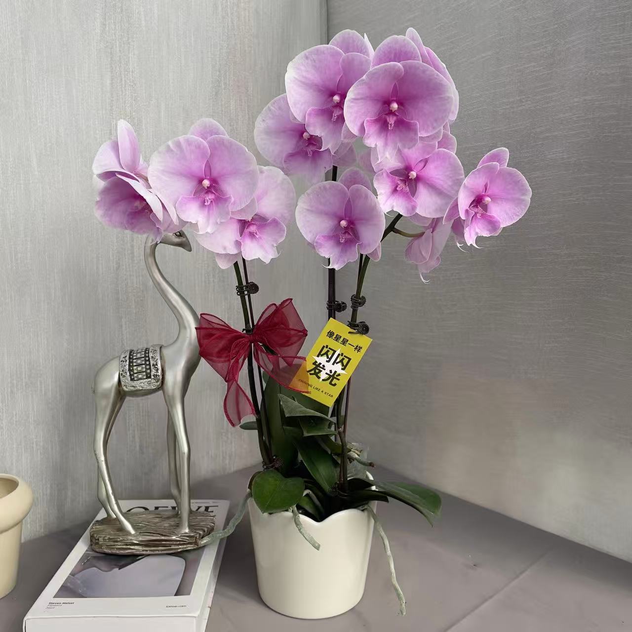 3棵《迷雾》精品蝴蝶兰 浅粉色系 室内花卉 