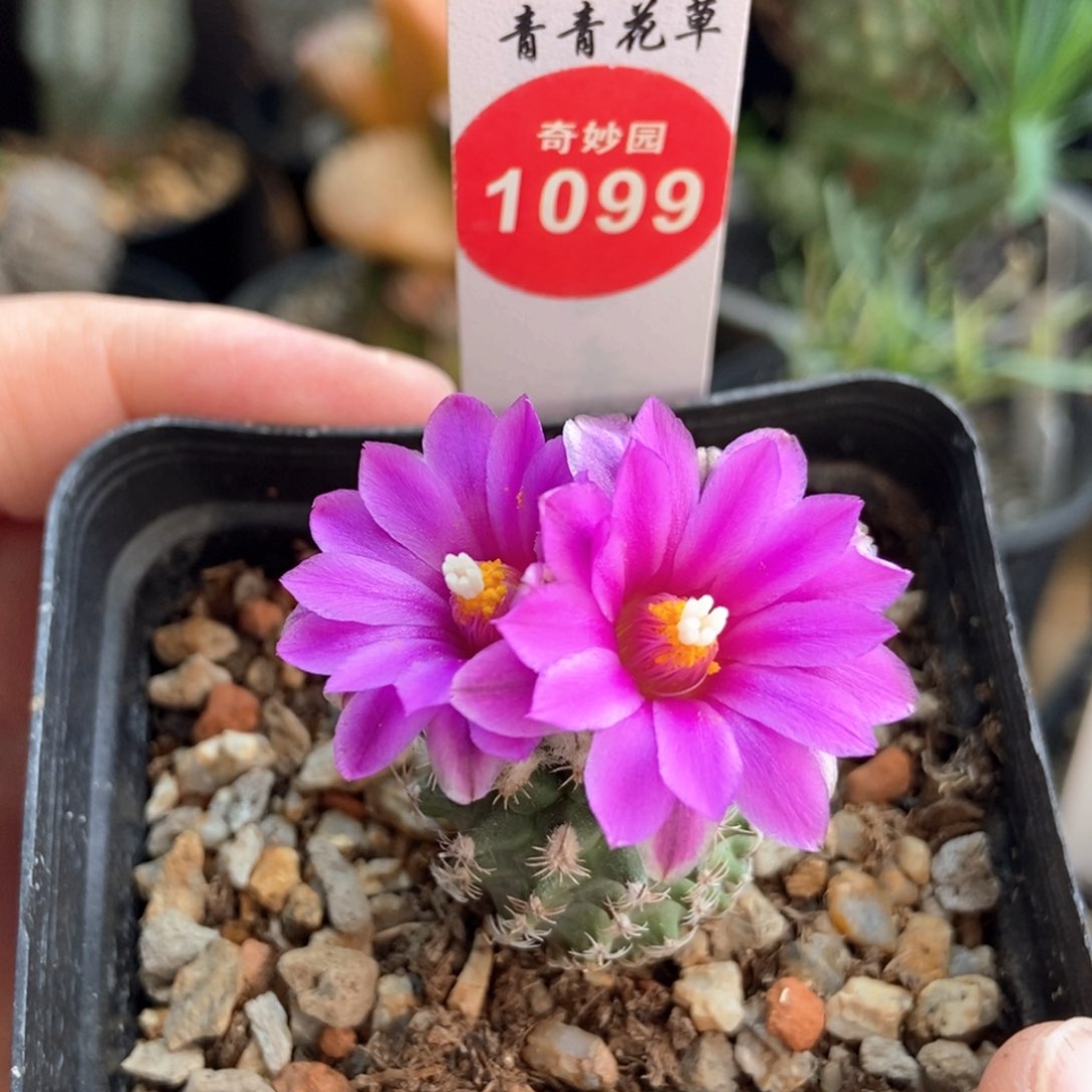 实生重瓣紫花海胆娇丽2.5cm