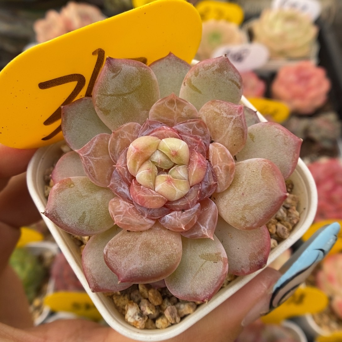 容止甜心可拍363号。   