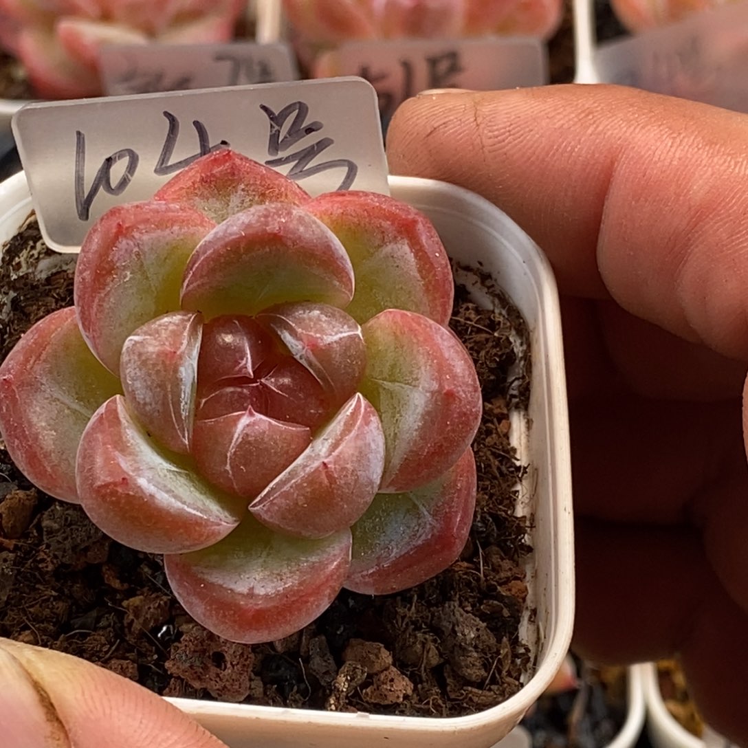 天官赐福百无禁忌