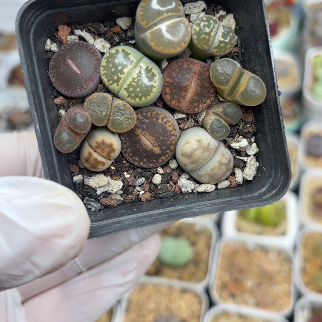 多肉植物一物一拍110