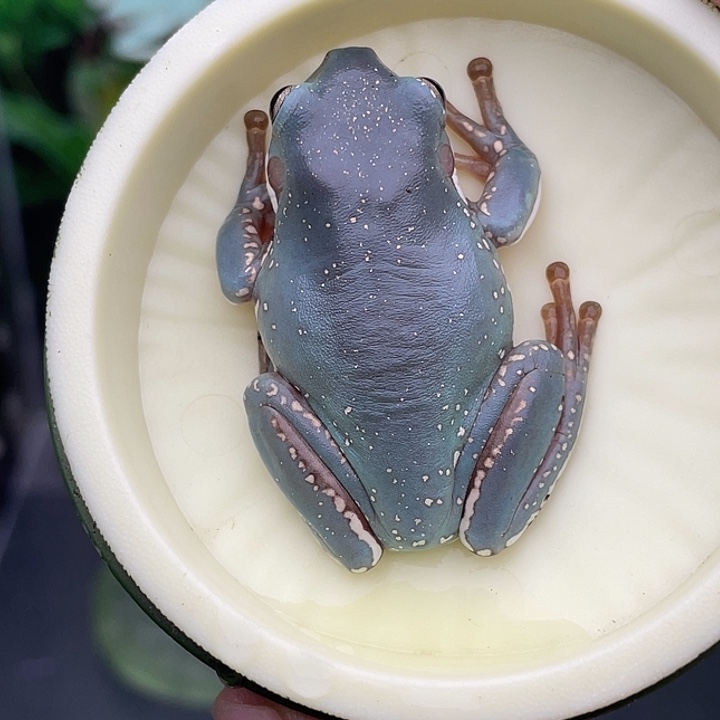 老爷树蛙6号紫蓝，4.7厘米