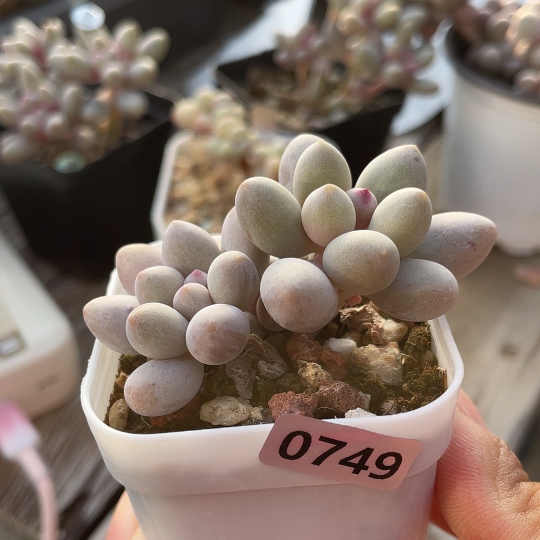 仙子奶酪多肉植物