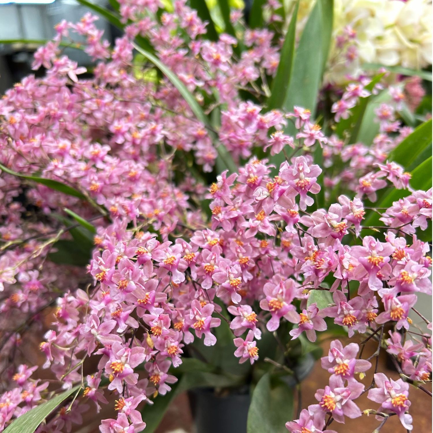 梦香兰 带花苞原盆原土 年宵花卉 室内矮种植物盆栽好养 带保温